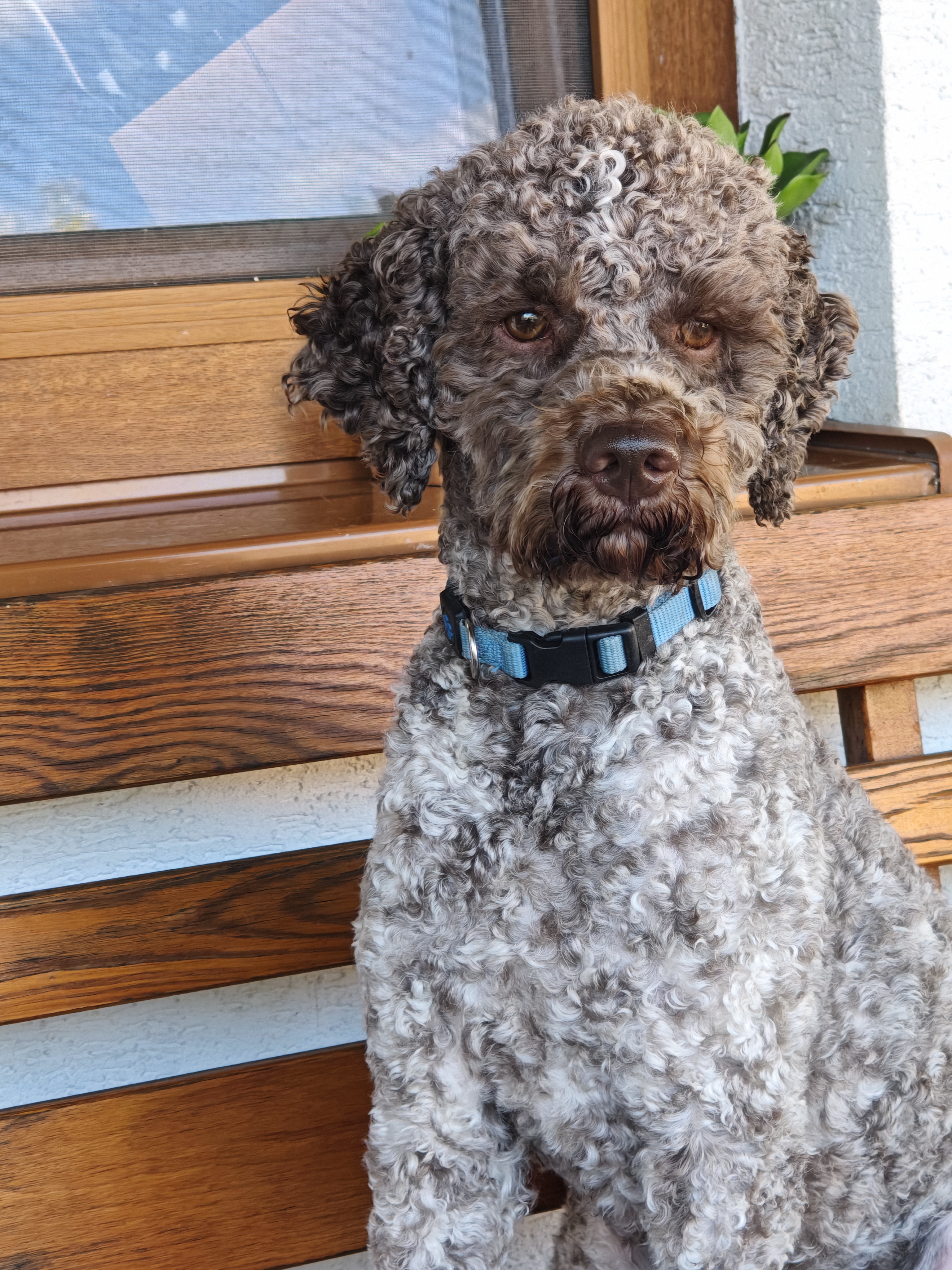 Lagotto romagnolo v záhrade